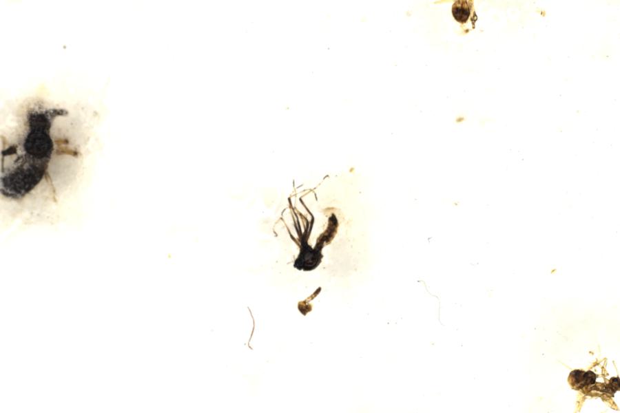 Image 135